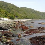 ヒジキ漁は佐田岬半島の春の風物詩のひとつ！